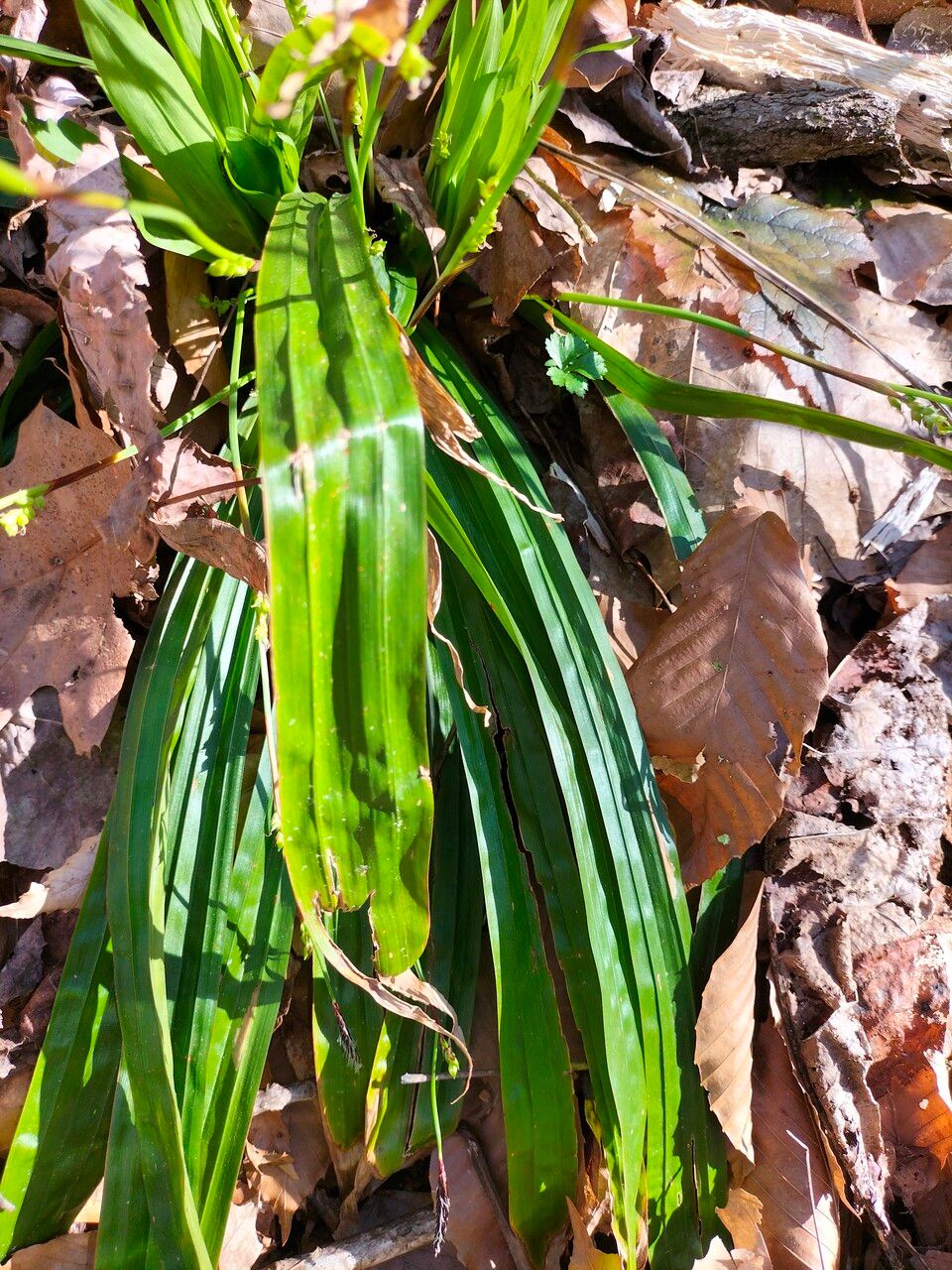 Carex plantaginea leaf