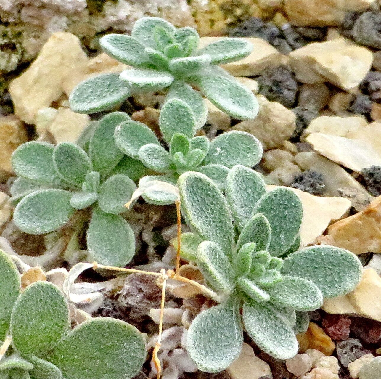Draba mingrelica — houseplant care guide