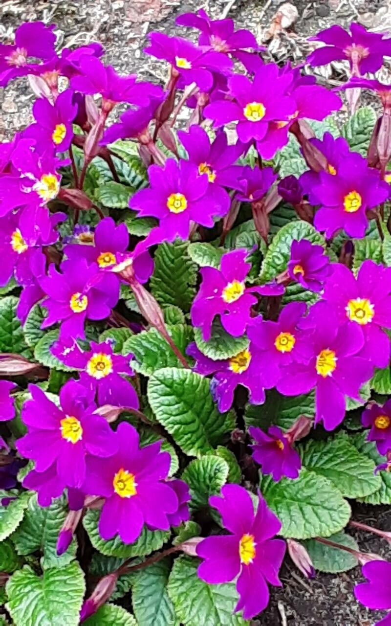 Primula juliae flower