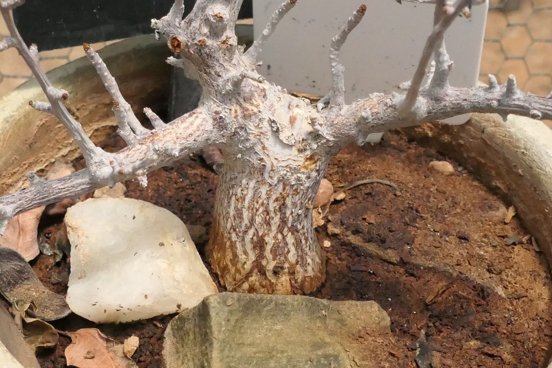 Commiphora oblanceolata — houseplant care guide