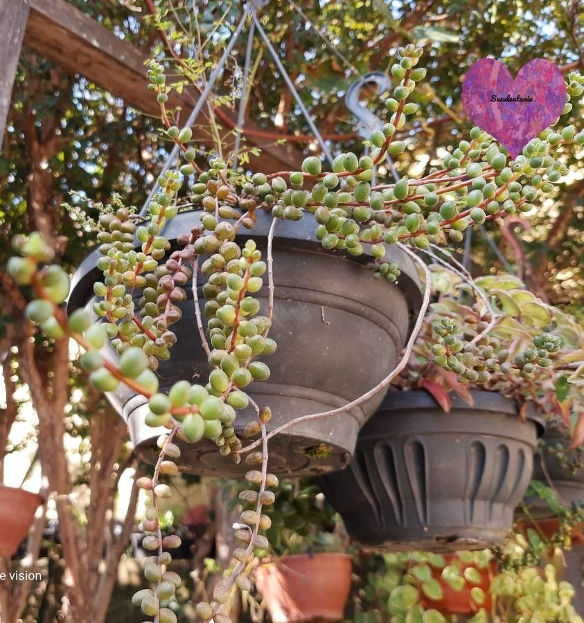 Sedum stahlii — difficulty difficulty houseplant