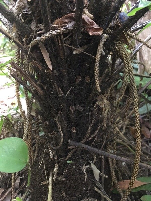 Blechnum gibbum bark