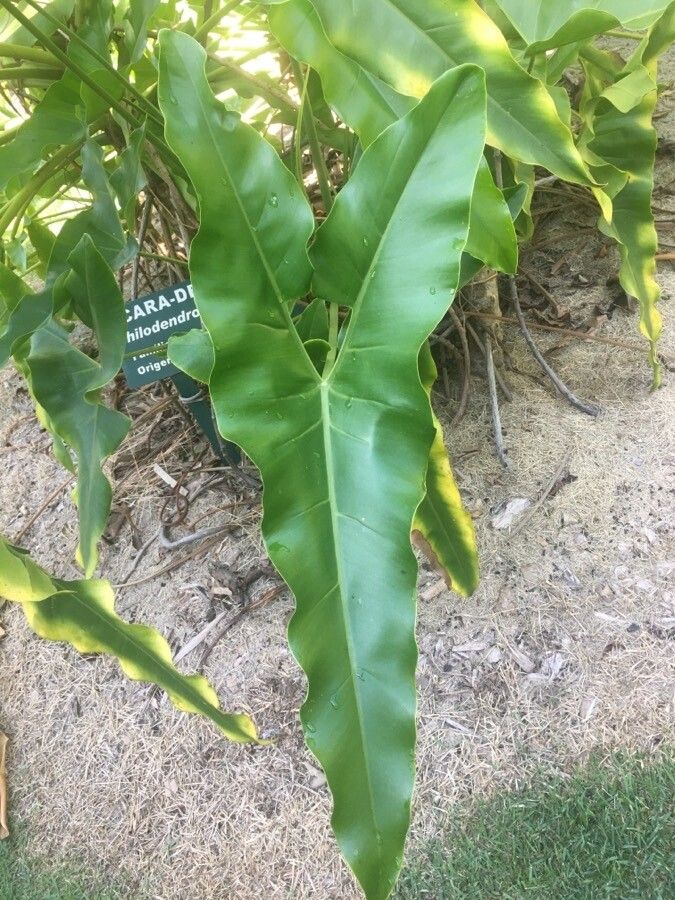 Thaumatophyllum stenolobum leaf