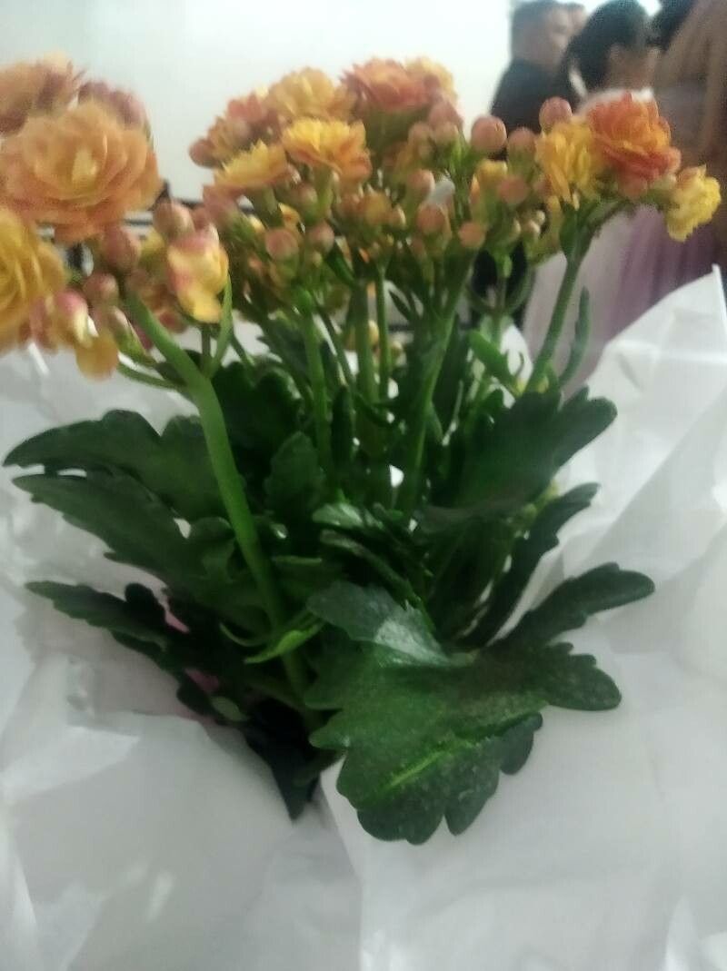 Kalanchoe abrupta leaf