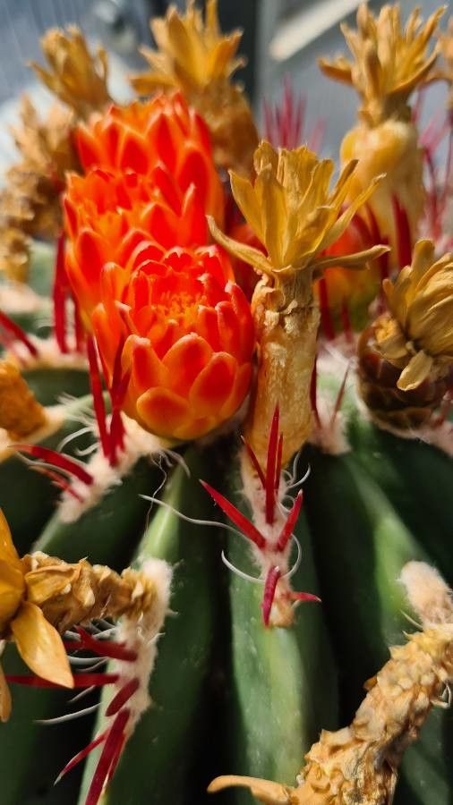 Ferocactus pilosus flower