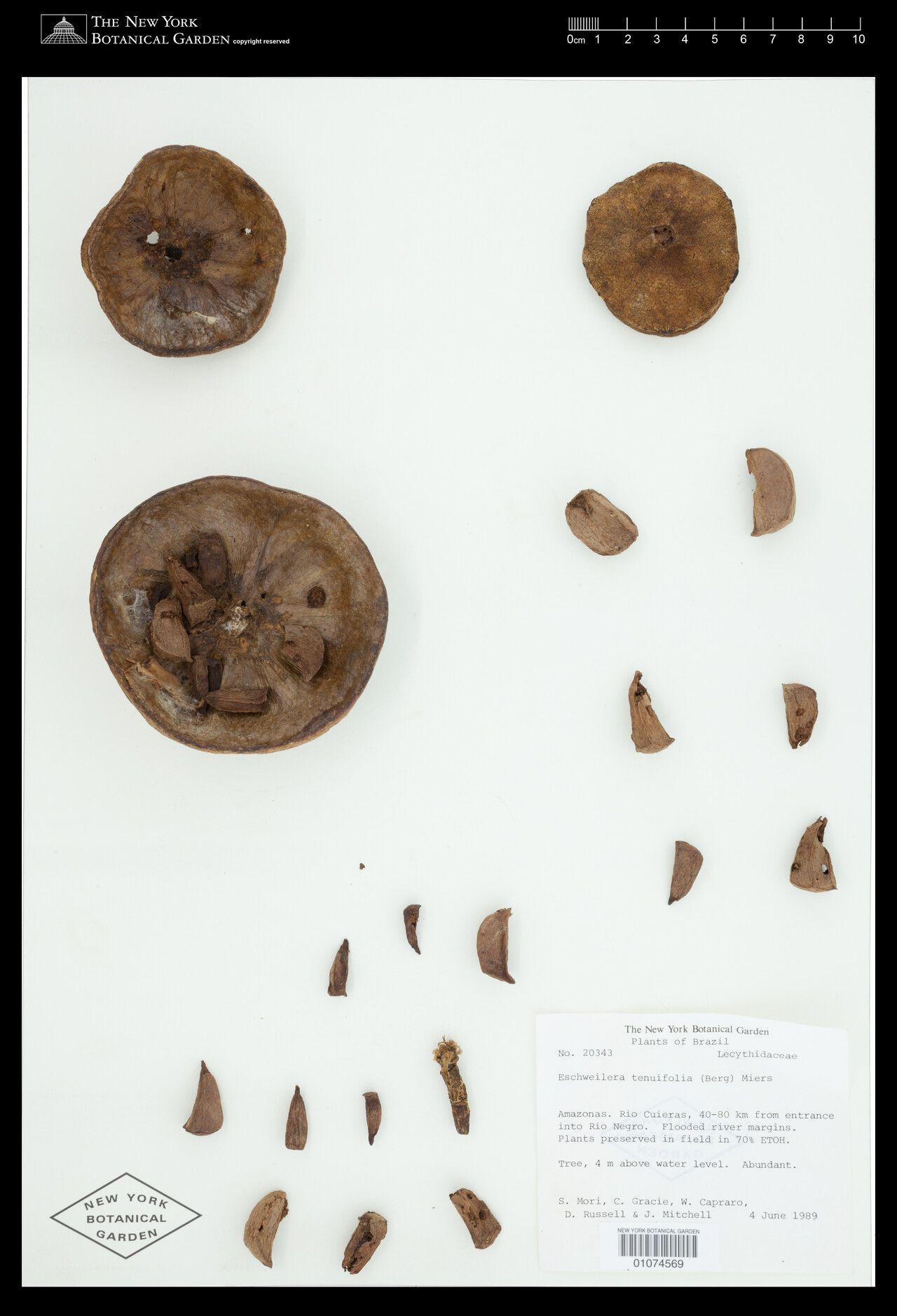 Eschweilera tenuifolia flower