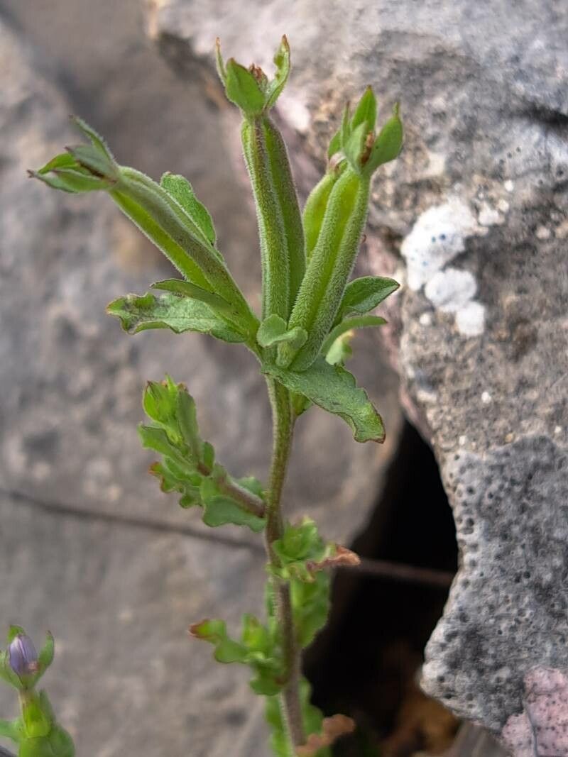 Legousia hybrida fruit