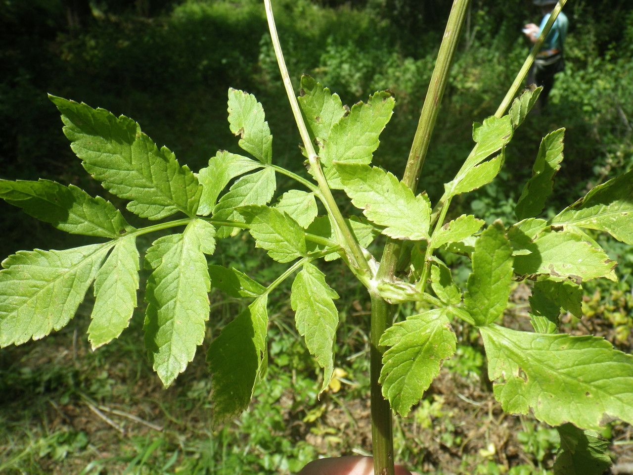 Lecokia cretica leaf