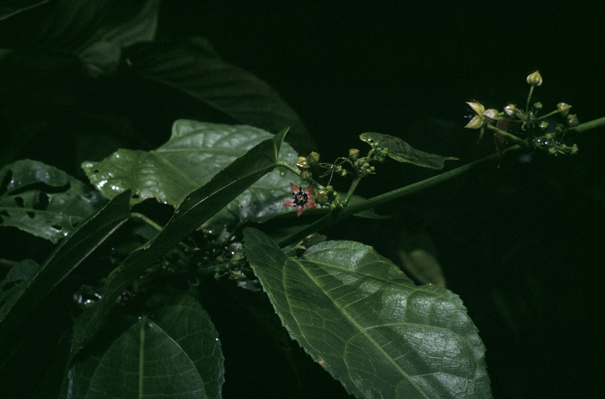 Ayenia byttnerioides flower