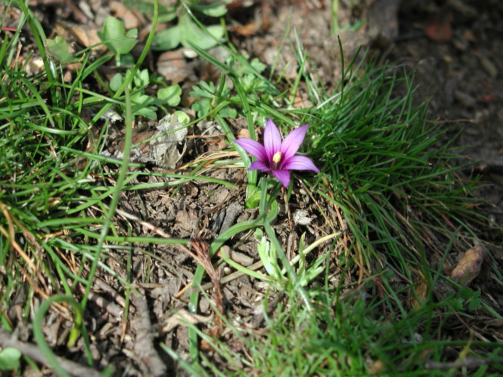 Romulea linaresii habit