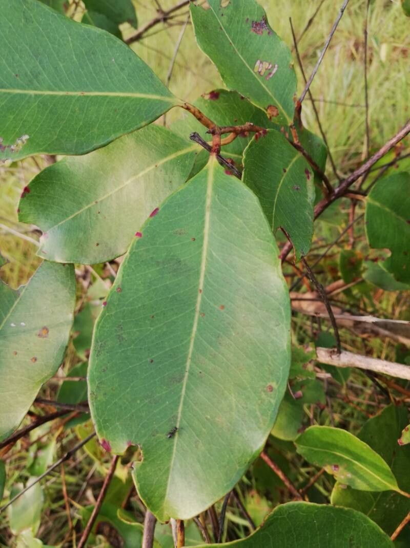 Syzygium brazzavillense leaf