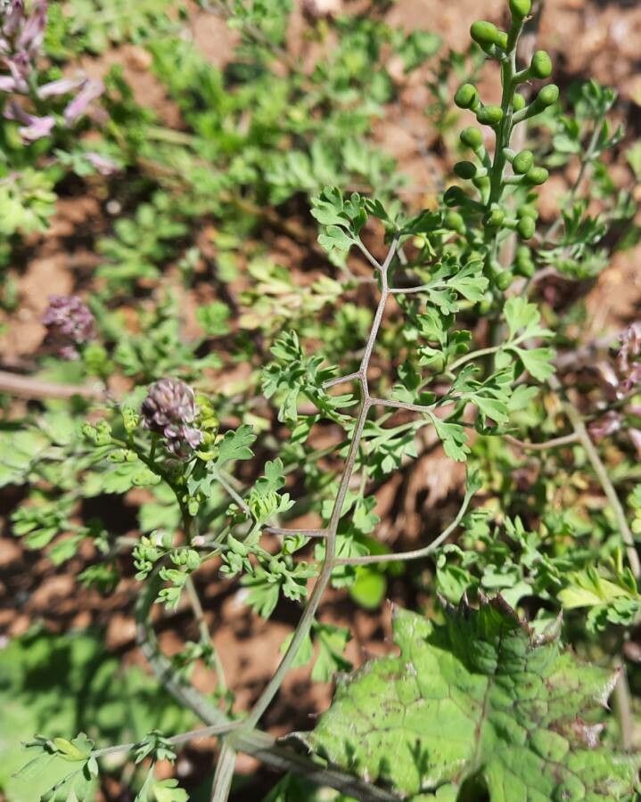 Fumaria agraria — related species from the same genus