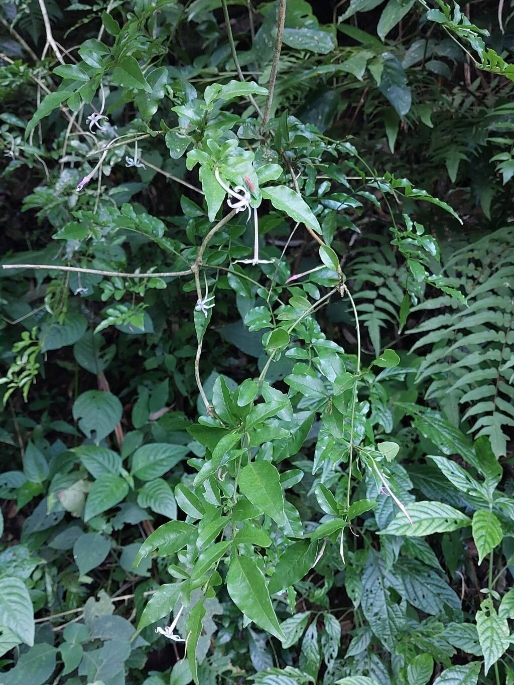 Jasminum kitchingii other