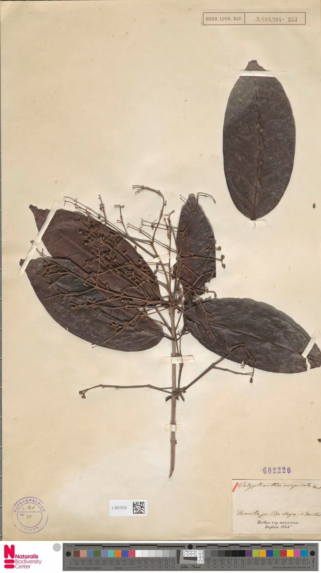 Myrcia cuspidata leaf