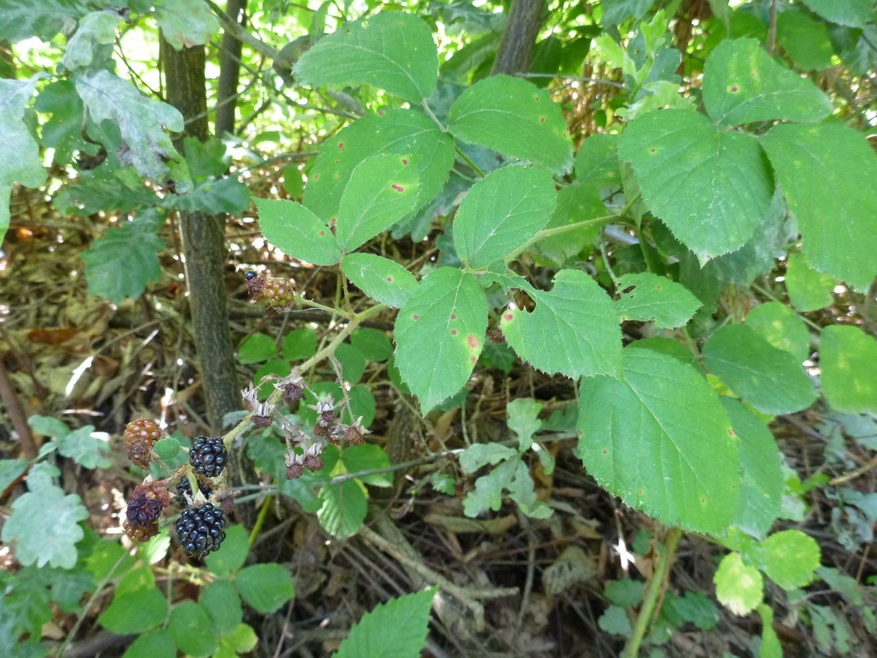 Rubus macrostachys flower
