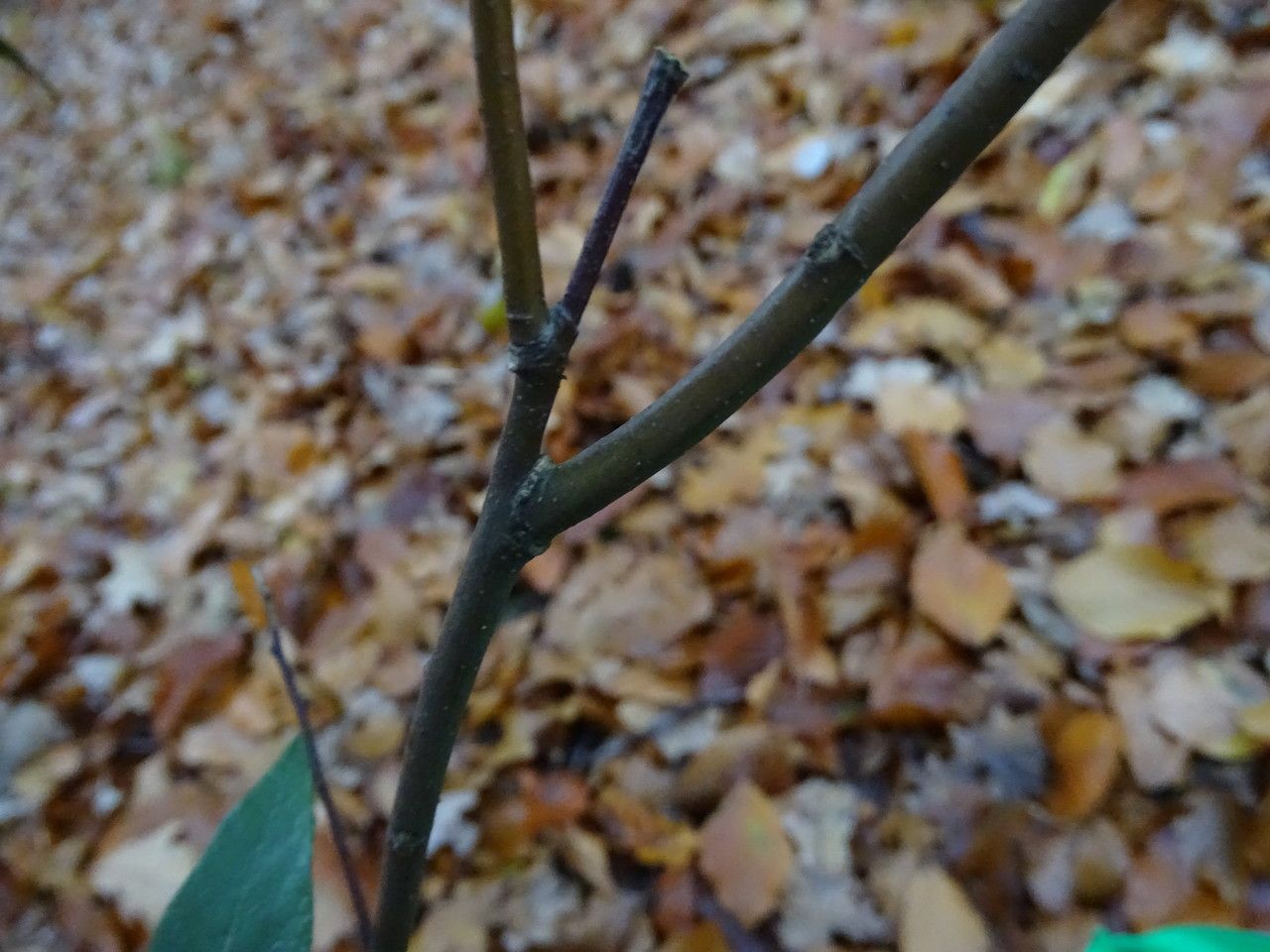 Quercus hypoleucoides bark