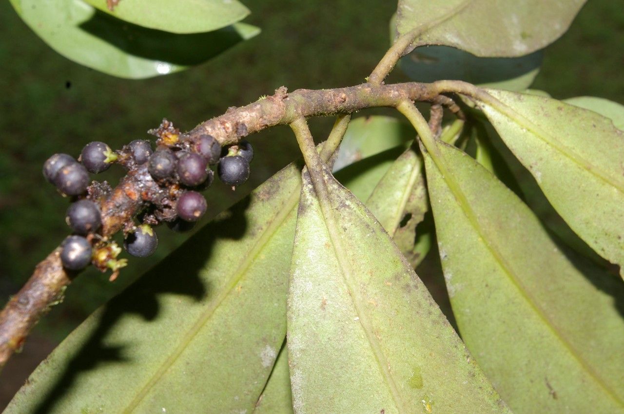 Varronia spinescens fruit
