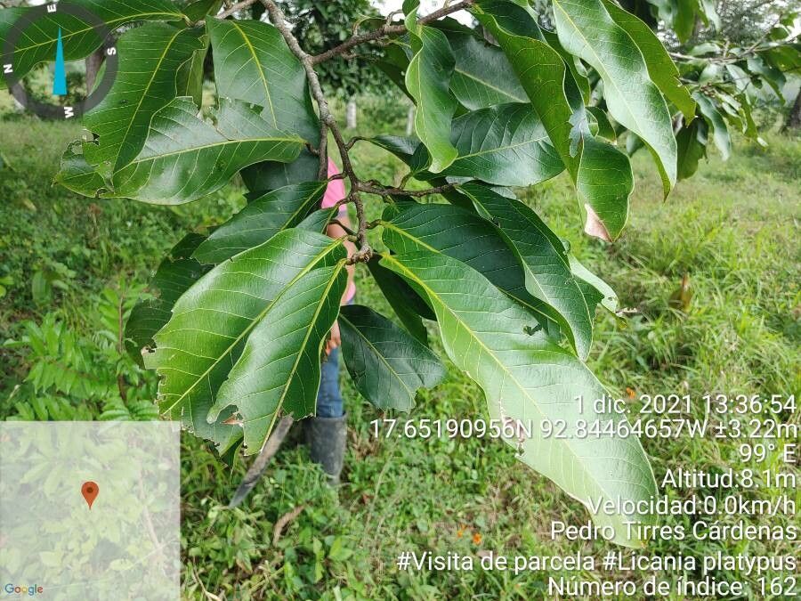 Licania platypus — search result for 'Chrysobalanaceae'