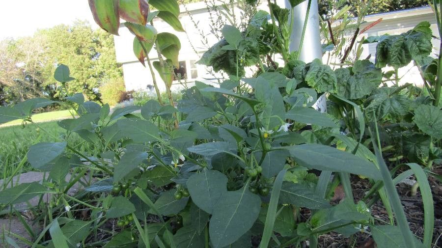 Solanum ptycanthum flower