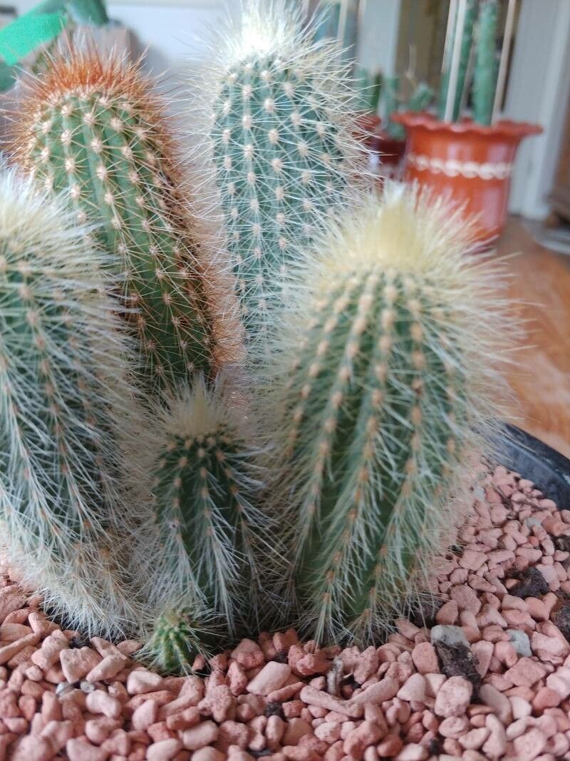 Espostoa guentheri flower