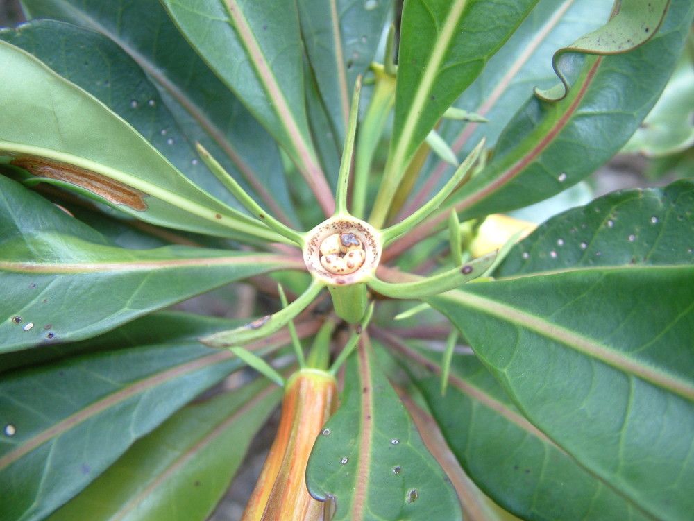 Thiollierea laureana fruit