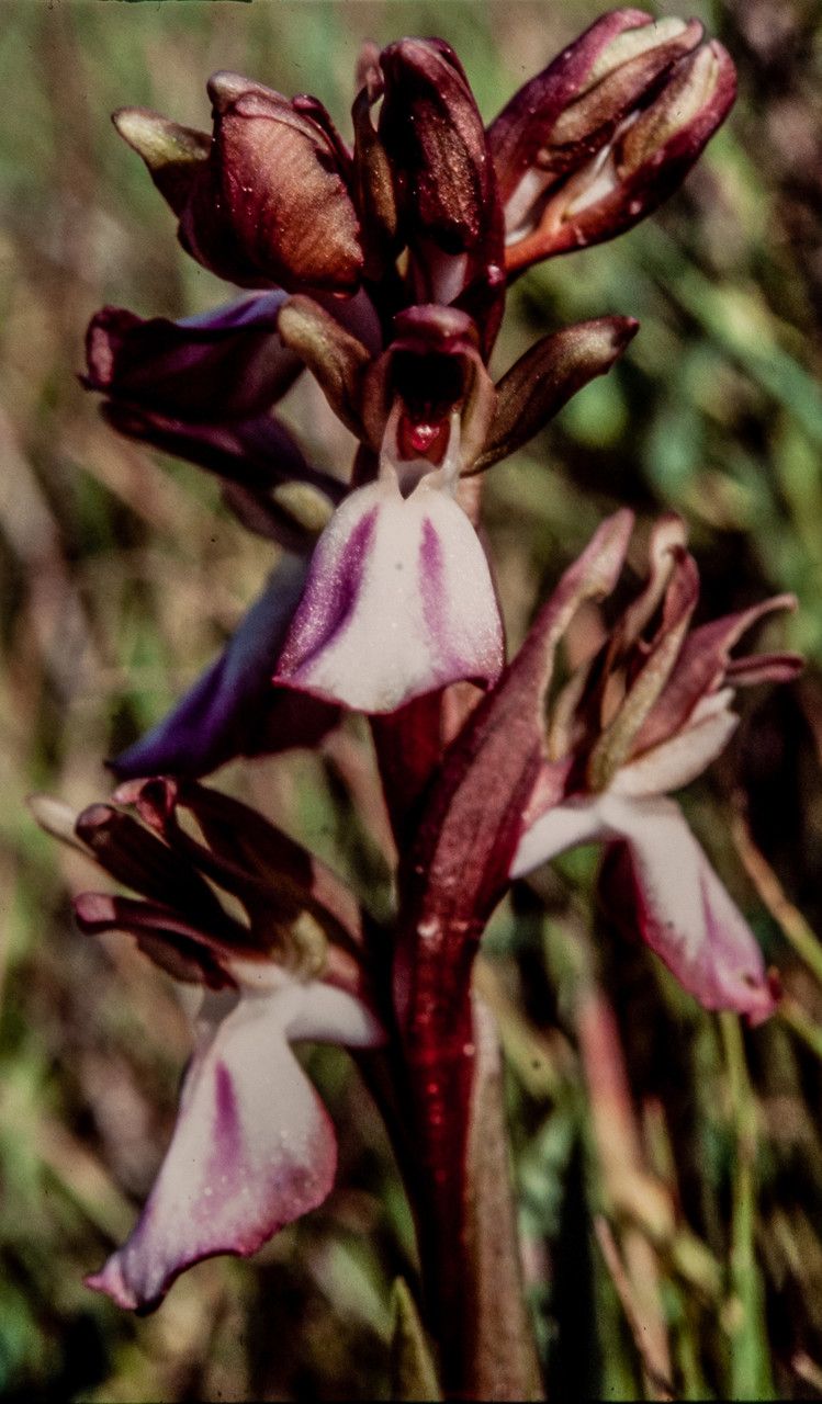 Anacamptis collina flower