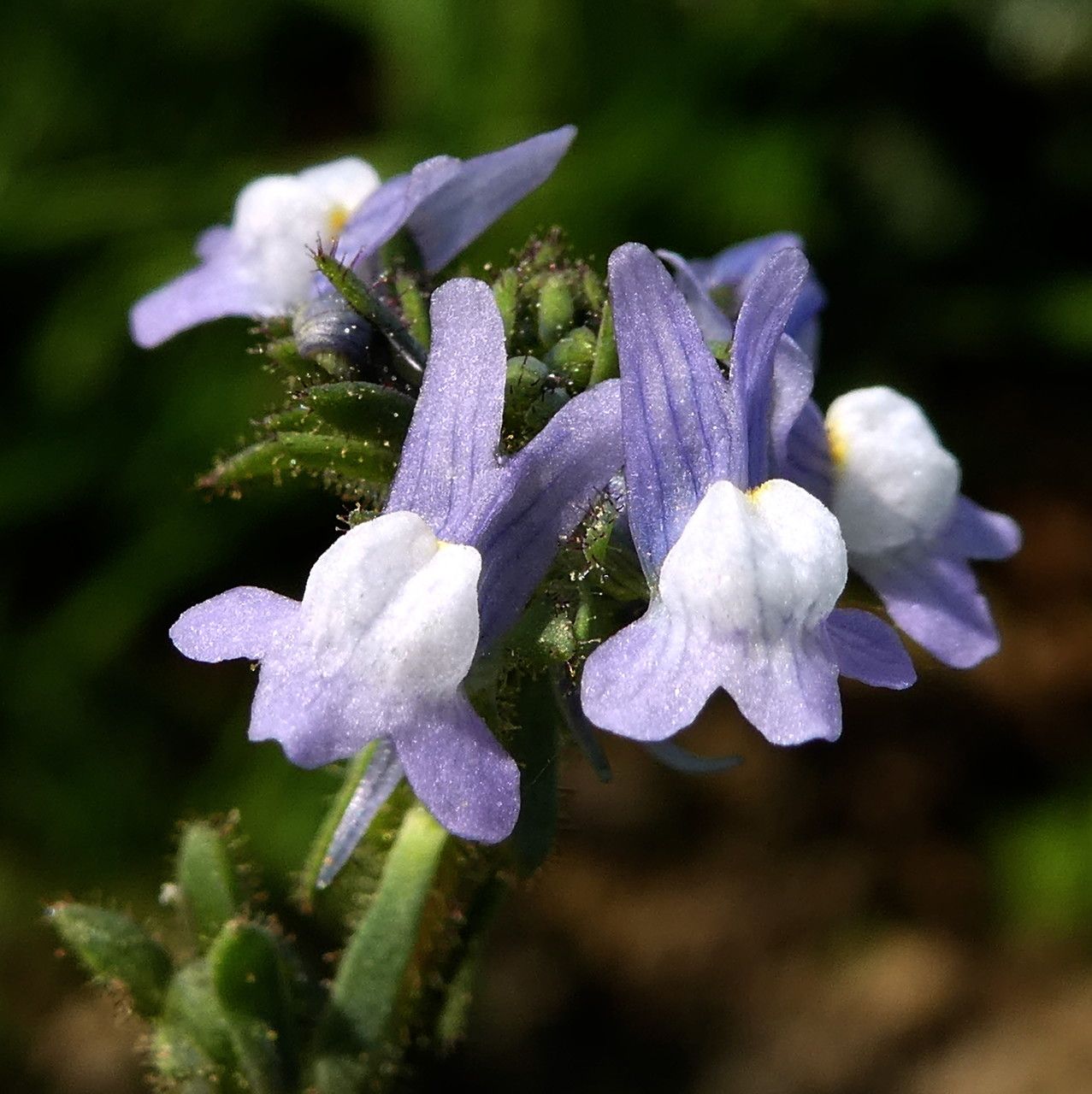 Linaria arvensis flower