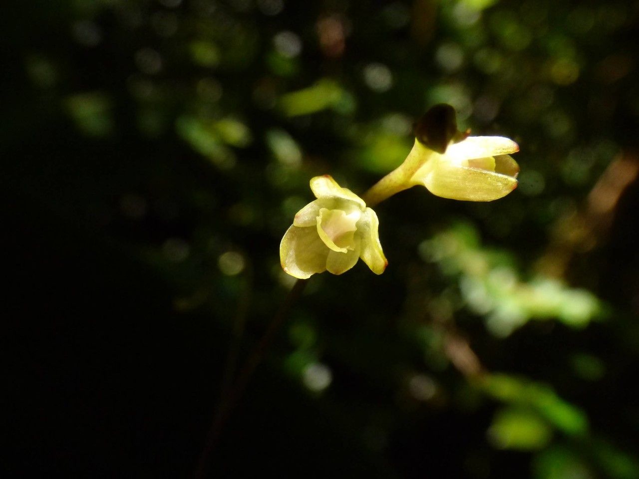 Bulbophyllum minutum flower