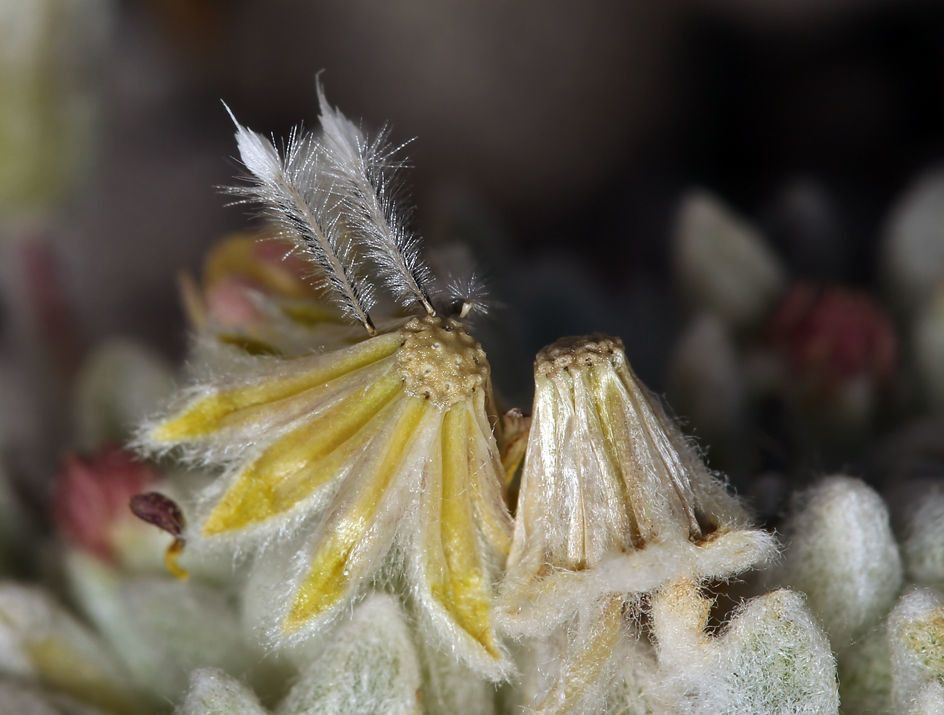Eatonella nivea flower
