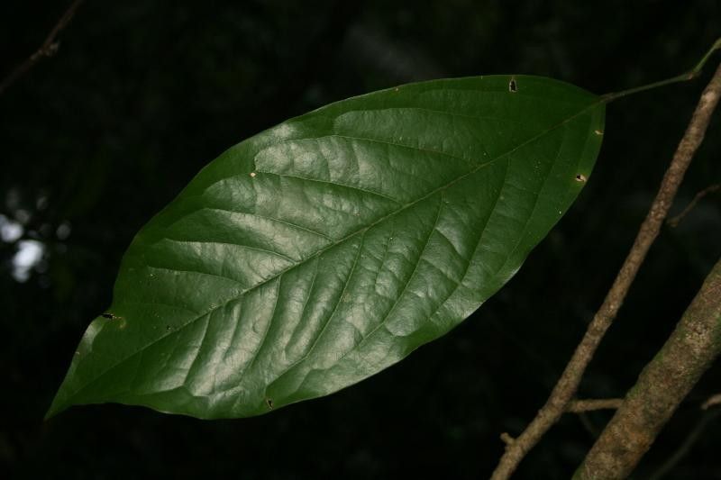 Poecilanthe hostmannii — related species from the same genus