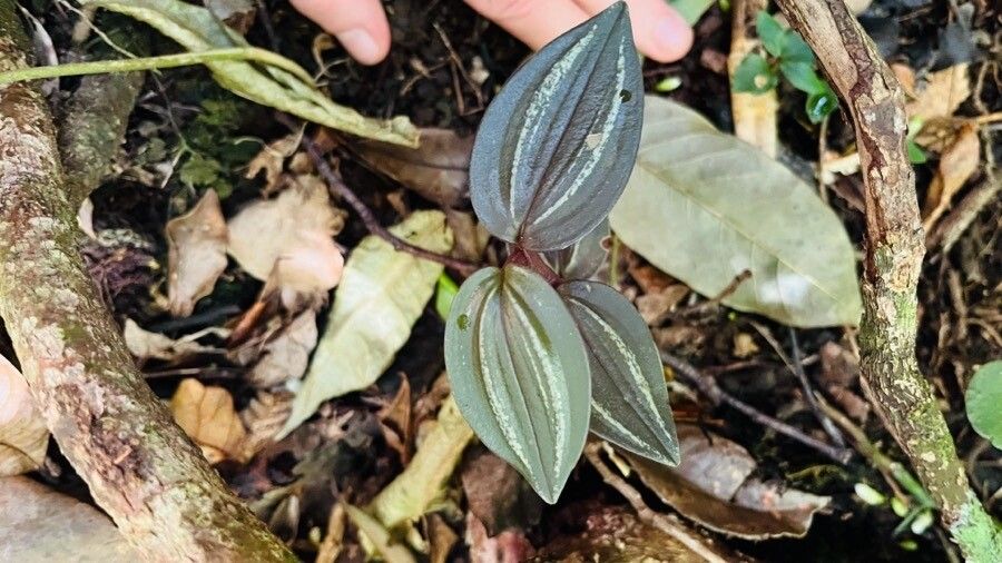 Psilochilus macrophyllus leaf