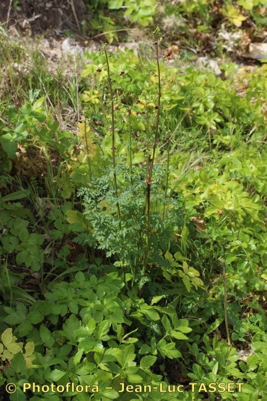 Scrophularia tanacetifolia habit