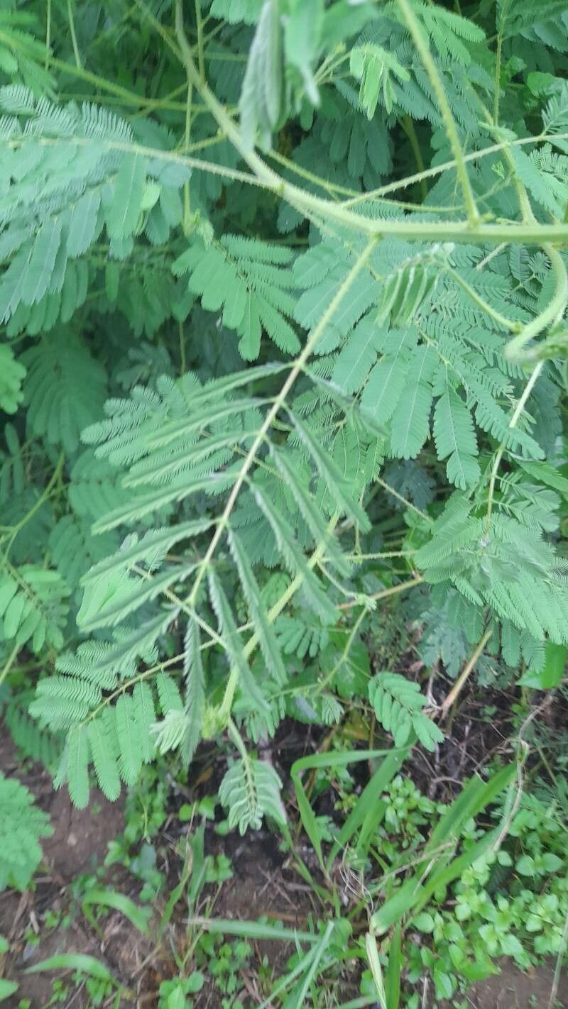 Mimosa candollei — search result for 'Mimosa'