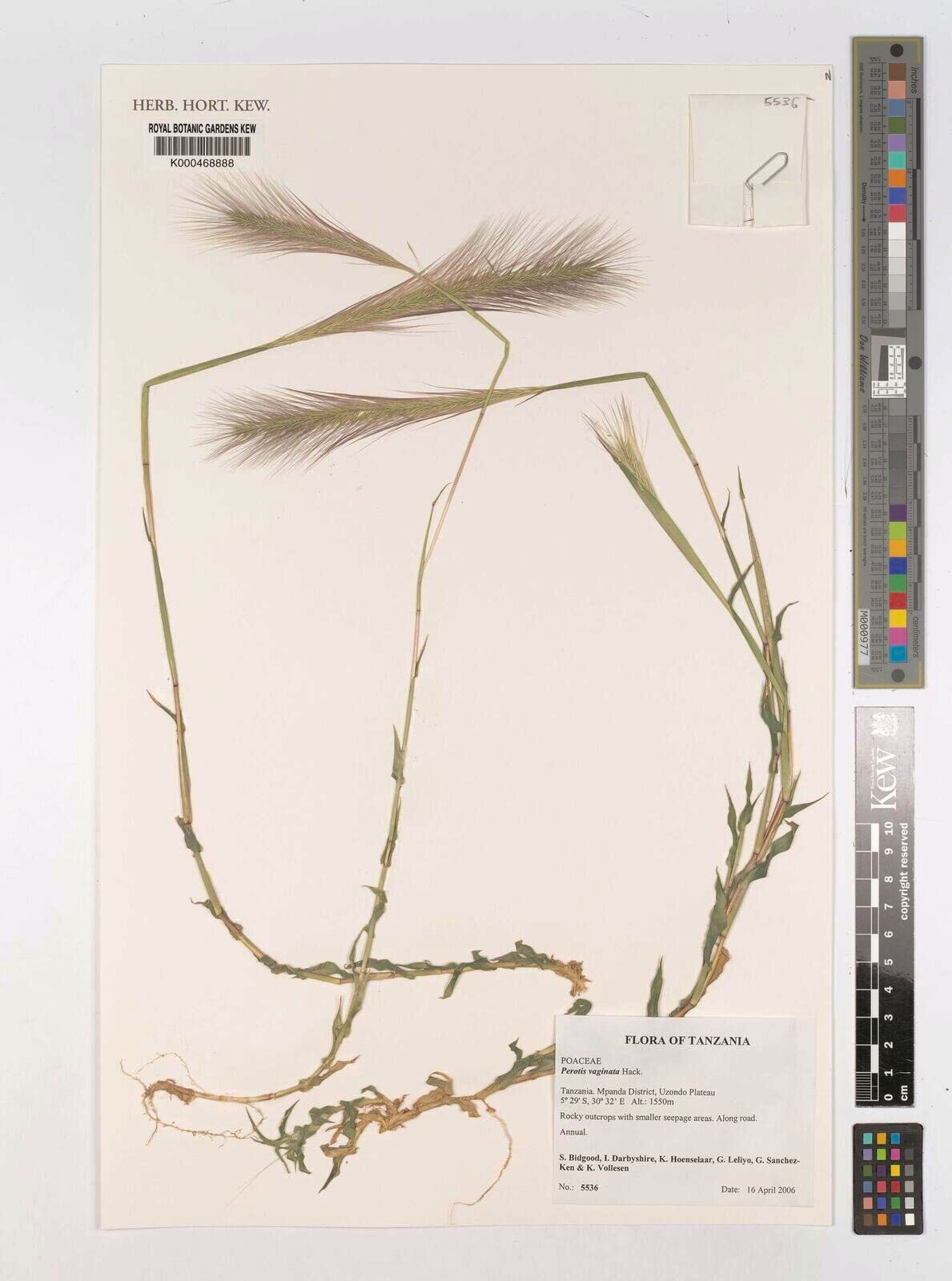 Perotis vaginata — houseplant care guide