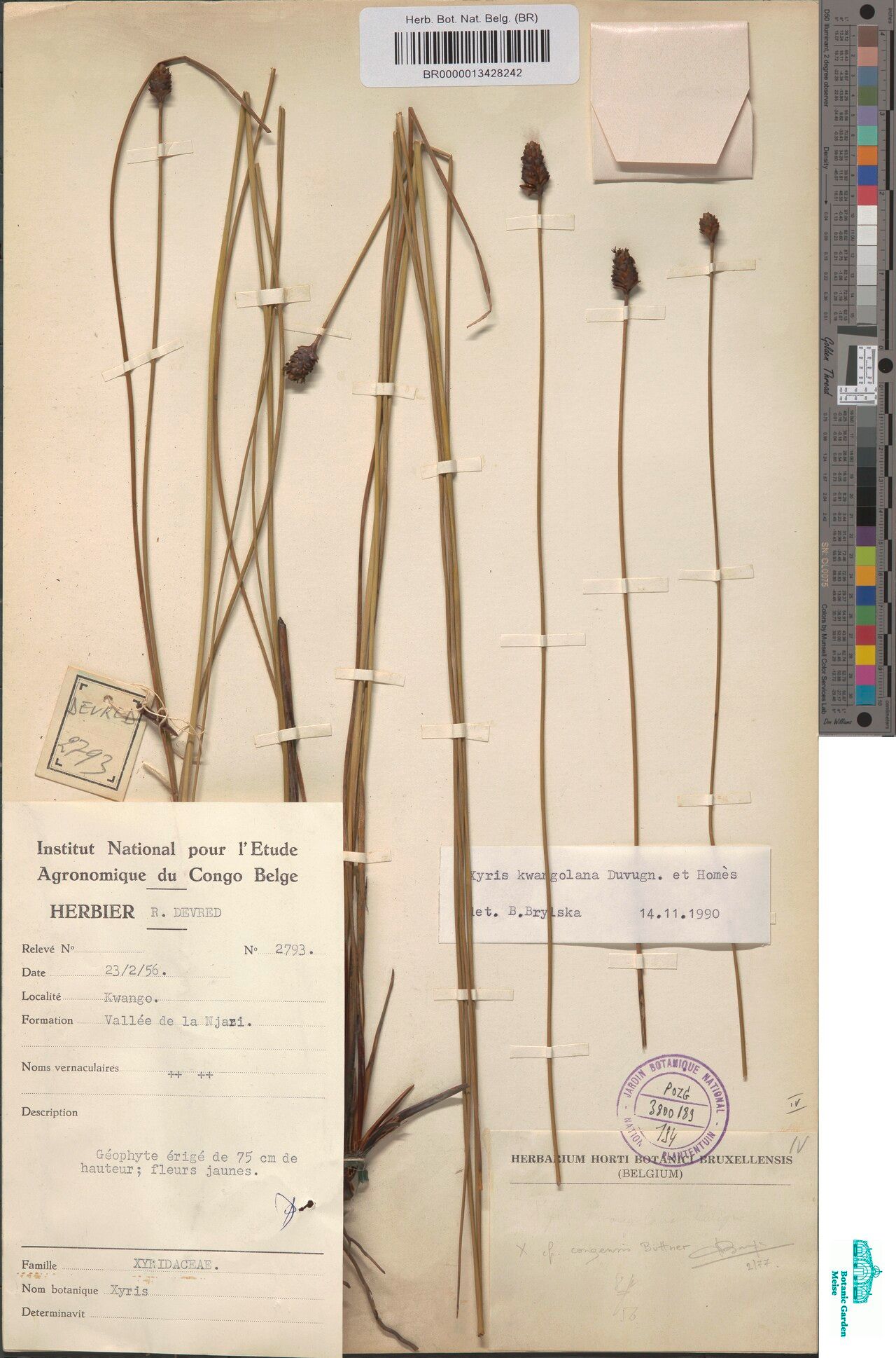 Xyris kwangolana — search result for 'Xyris'