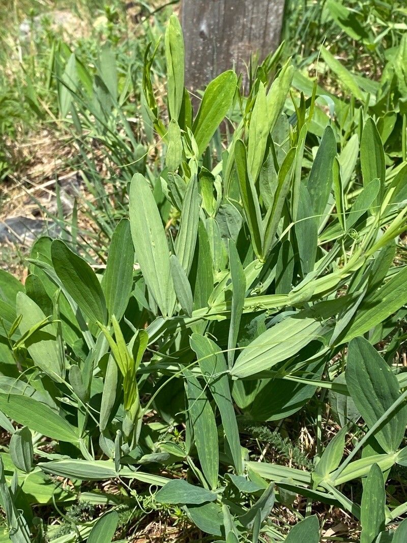 Lathyrus heterophyllus leaf