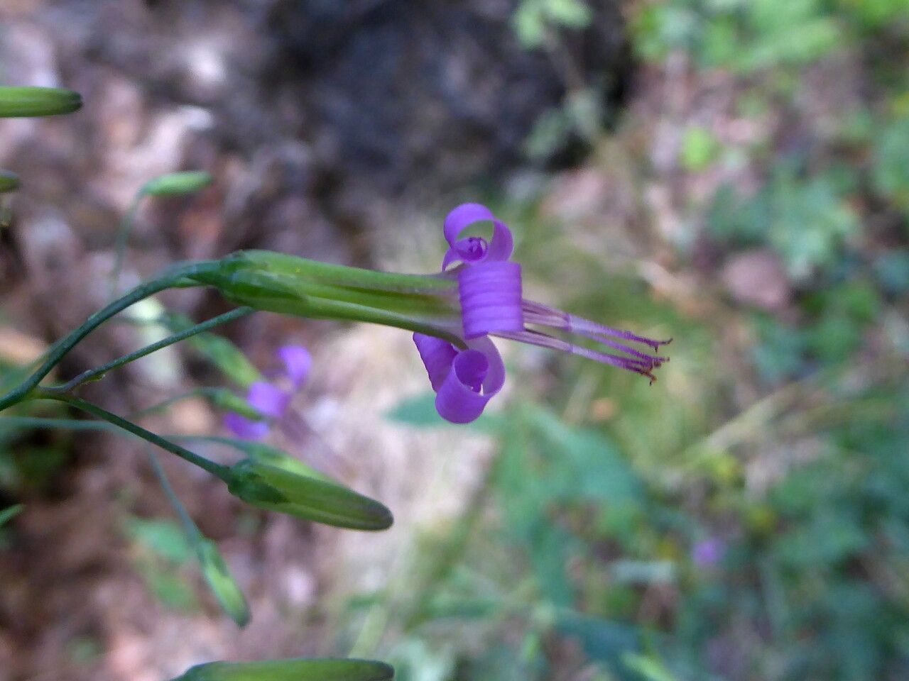 Prenanthes purpurea flower