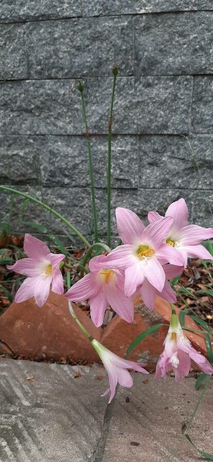 Habranthus robustus flower