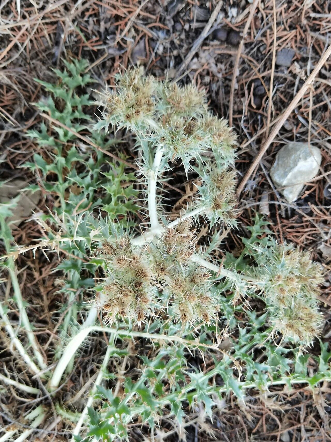 Cardopatium corymbosum fruit
