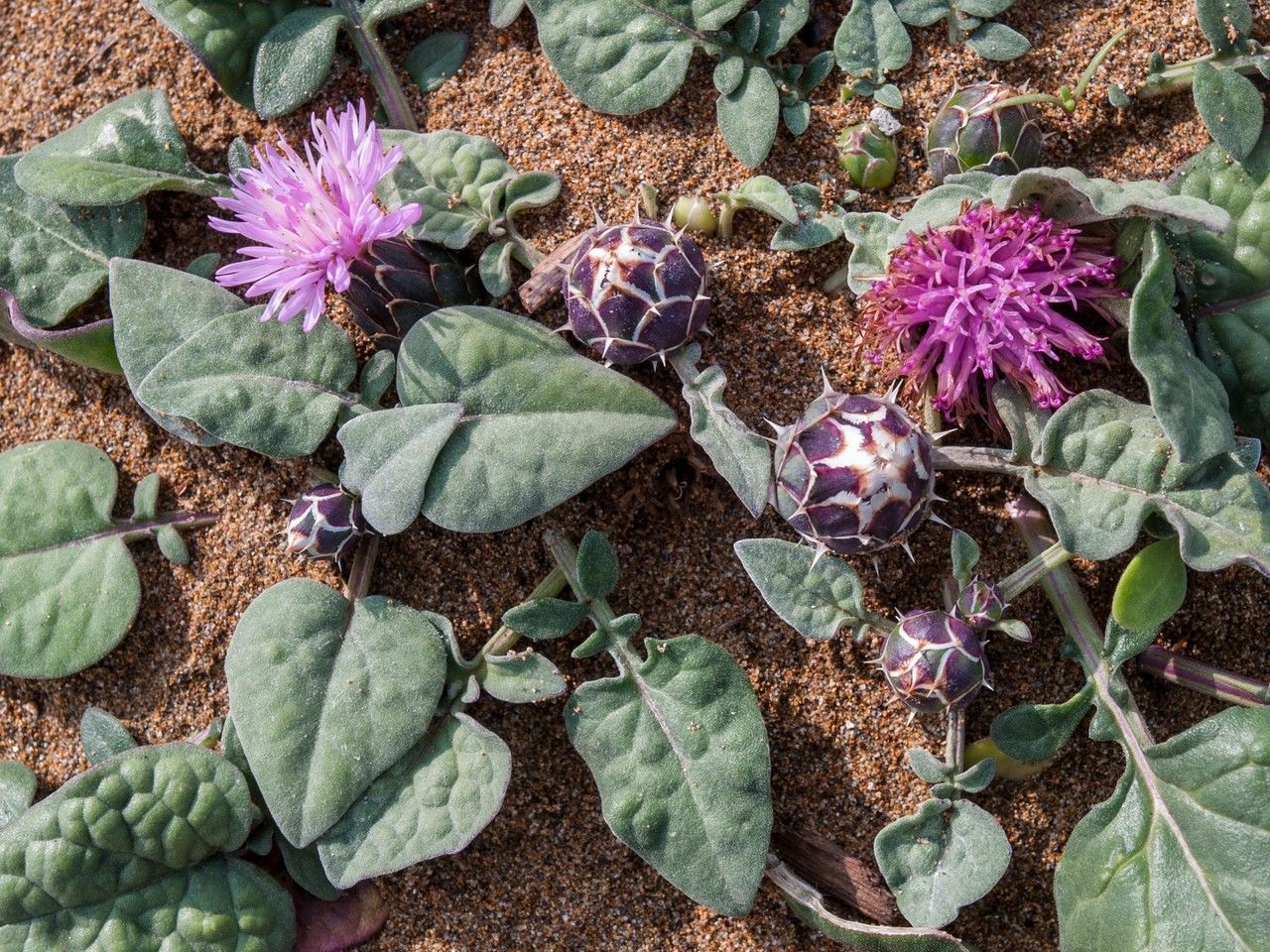 Centaurea aegialophila habit