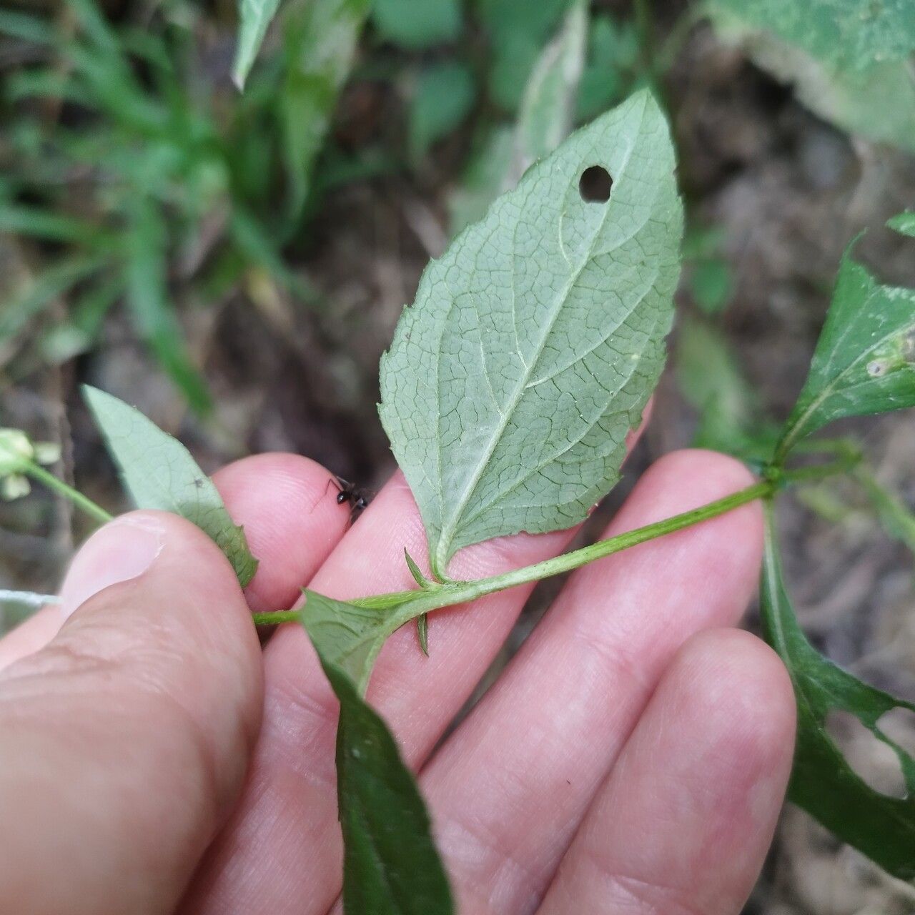 Acmella brachyglossa — related species from the same genus