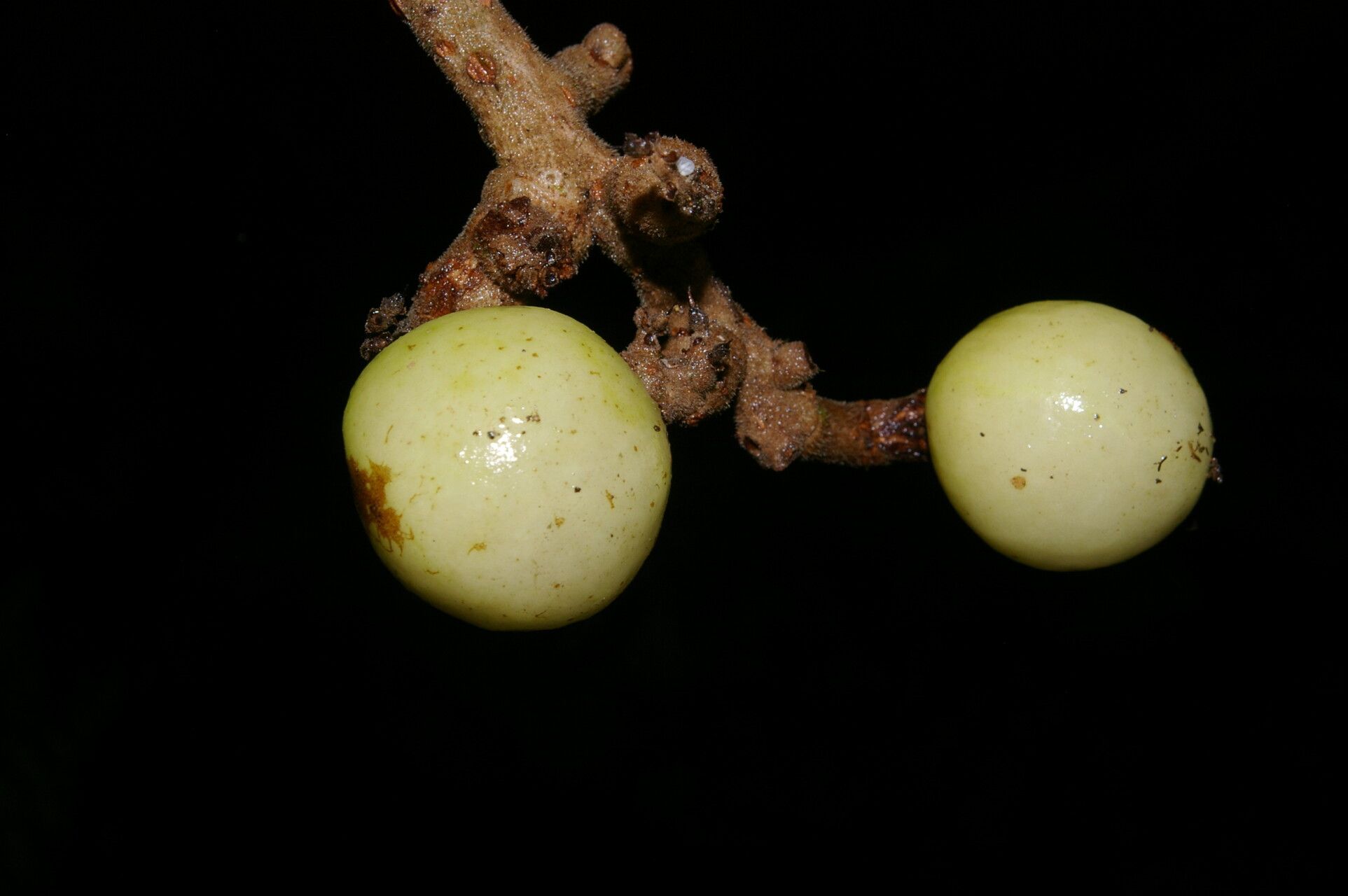 Meliosma cresstolina fruit