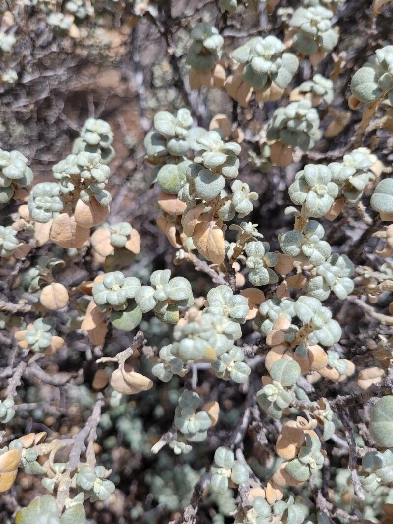 Shepherdia rotundifolia — search result for 'Elaeagnaceae'