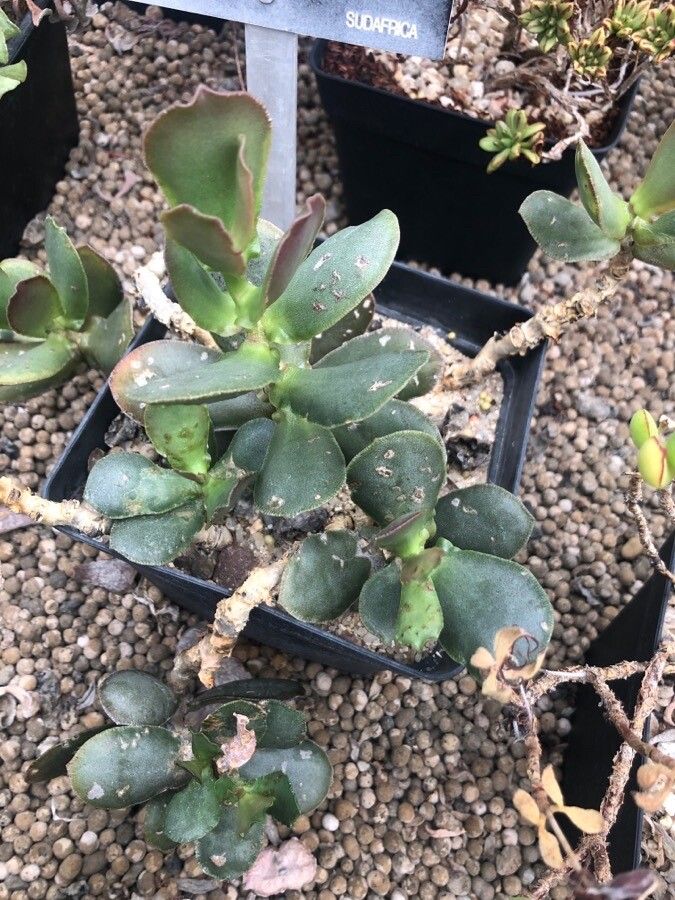 Adromischus sphenophyllus — houseplant care guide