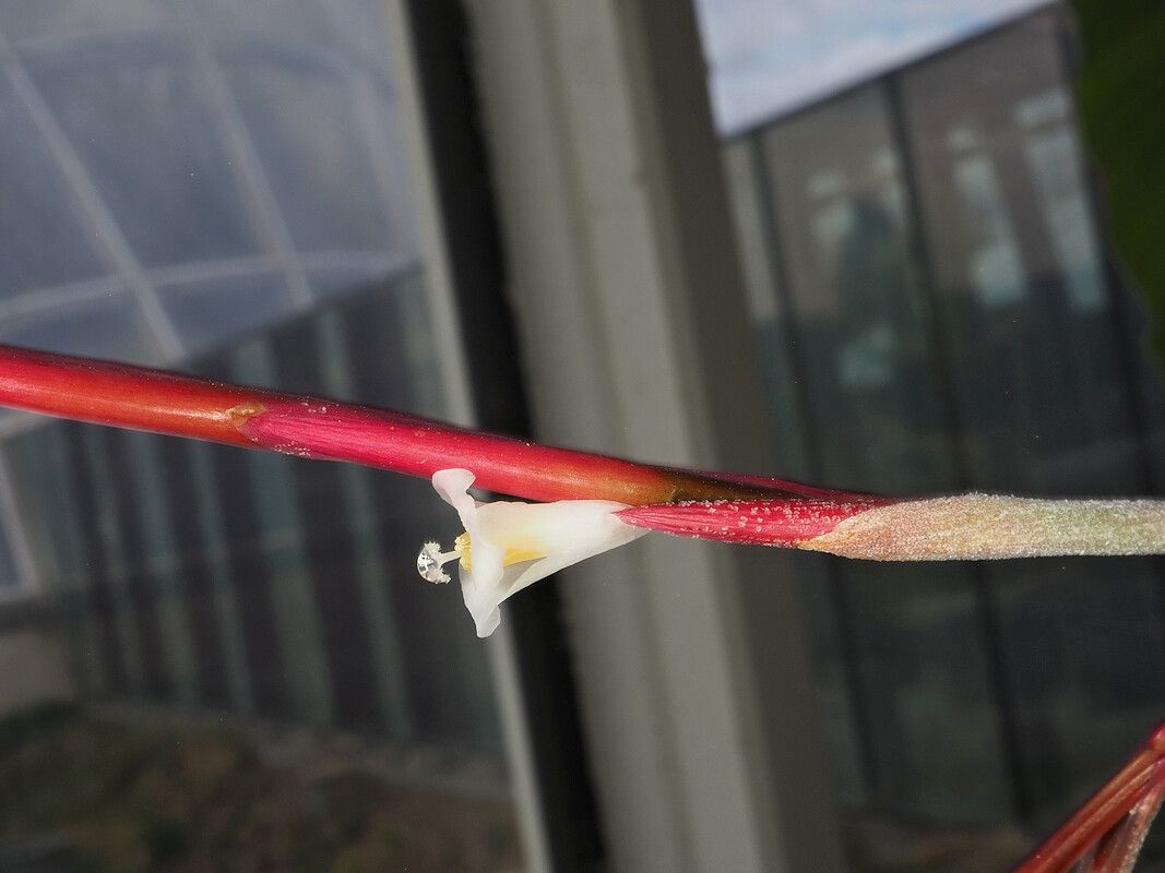 Tillandsia lorentziana flower