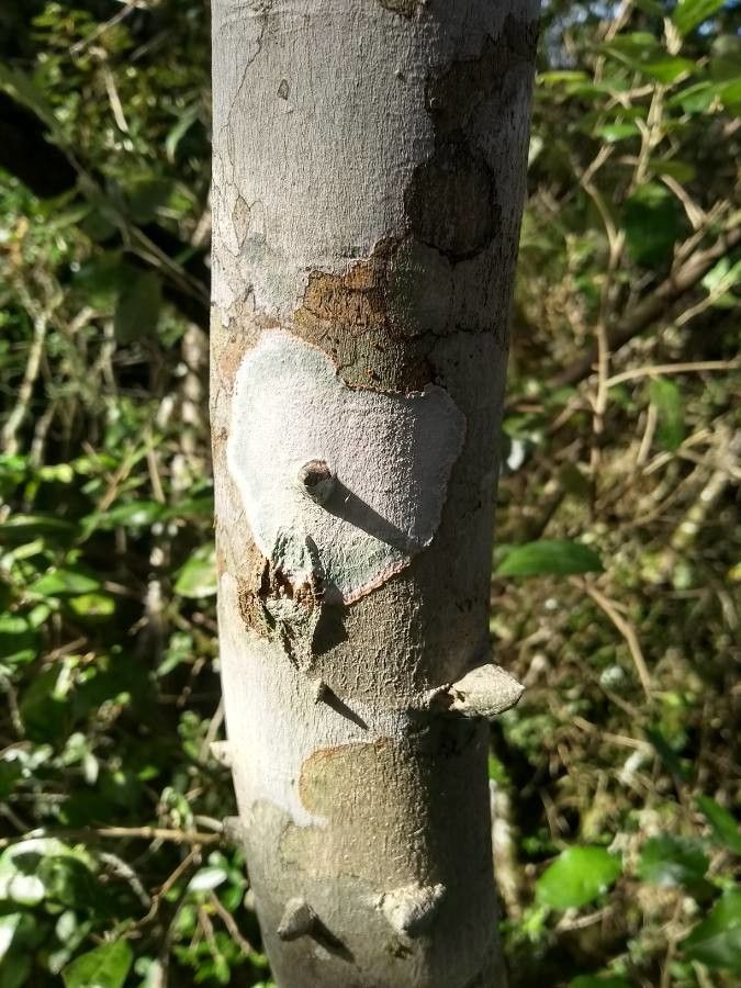 Zanthoxylum capense bark