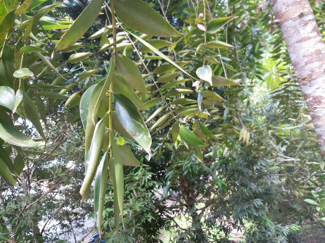 Agathis borneensis leaf