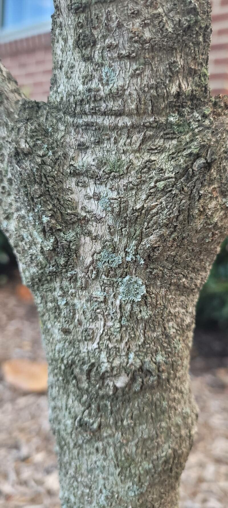 Chionanthus pygmaeus bark