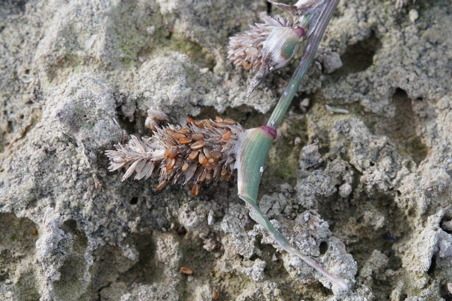 Crypsis schoenoides fruit