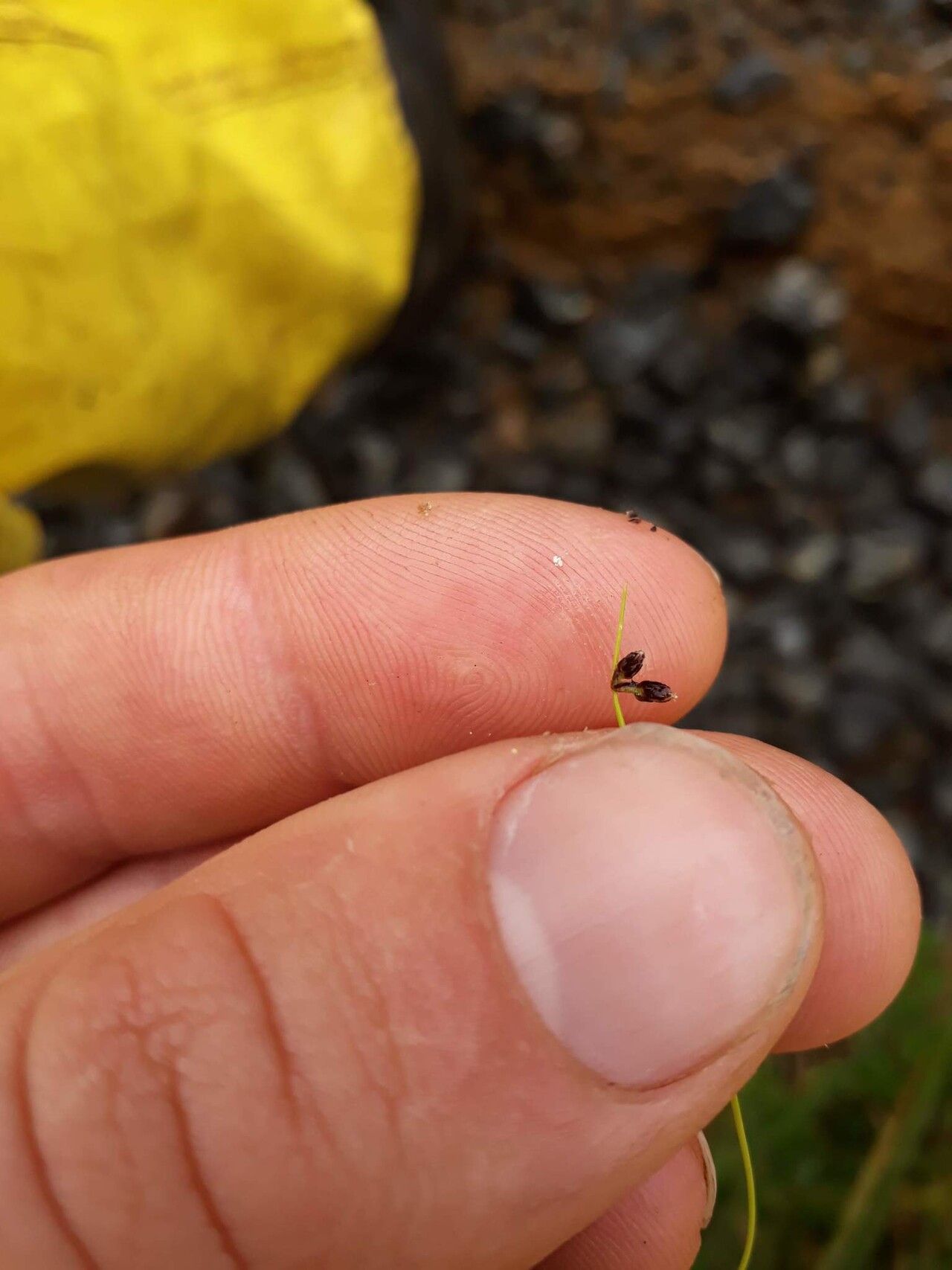 Isolepis sepulcralis flower